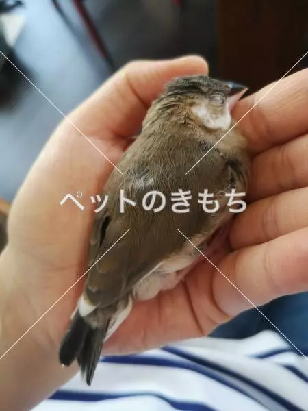 迷子鳥の画像