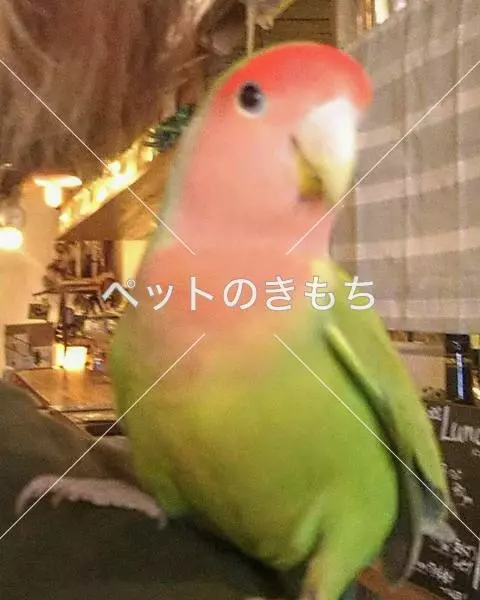 迷子鳥の画像
