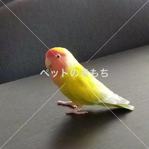 保護鳥の画像