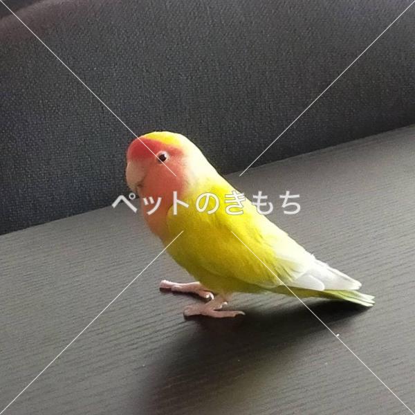 東京都で鳥を保護しました 鳥の種類 コザクラインコ 投稿no 1