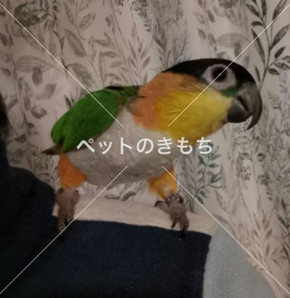 迷子鳥の画像