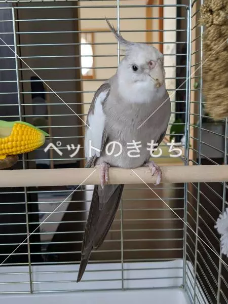 迷子鳥の画像