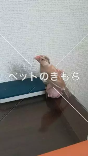 迷子鳥の画像