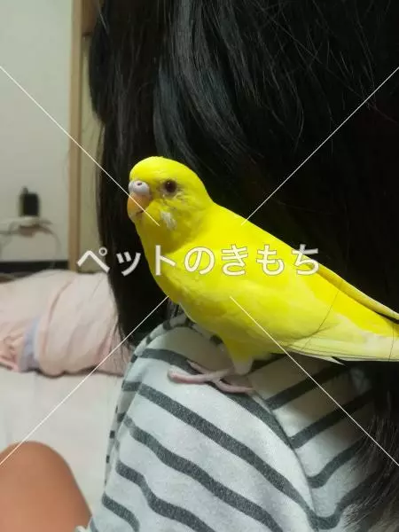 迷子鳥の画像