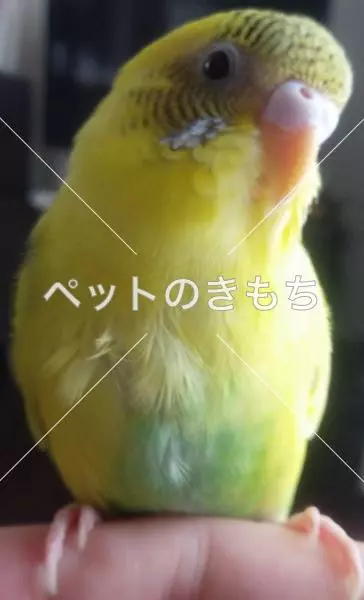 迷子鳥の画像