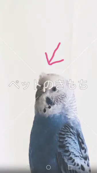 迷子鳥の画像