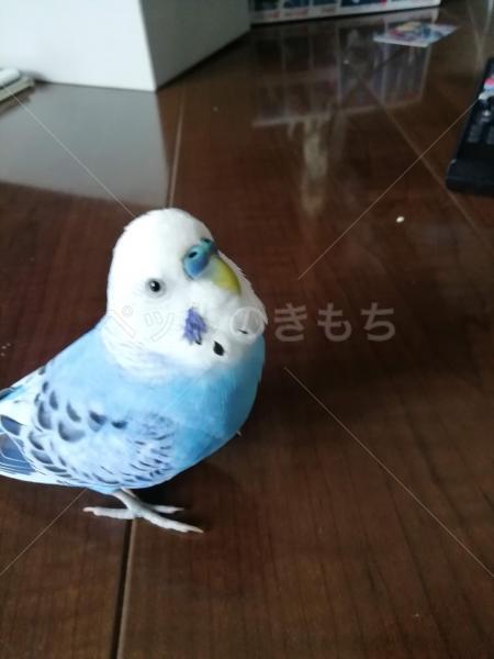 迷子鳥の画像