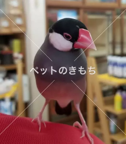 保護鳥の画像