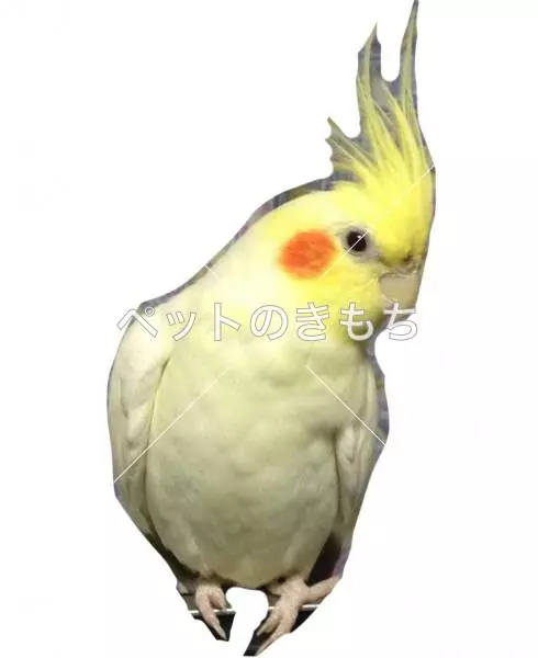 迷子鳥の画像