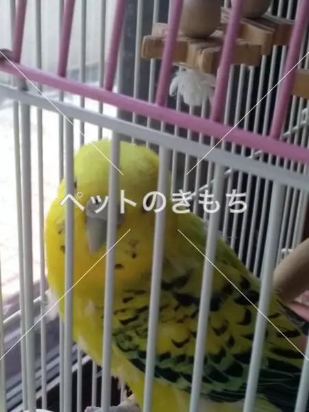 迷子鳥の画像