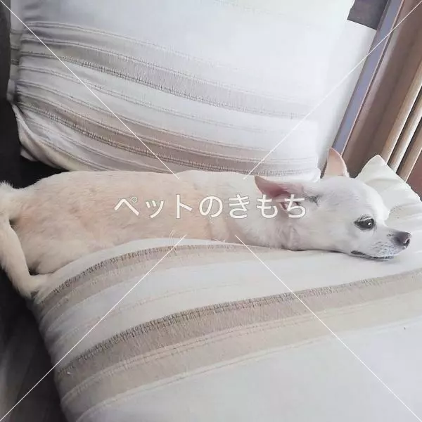 迷子犬の画像