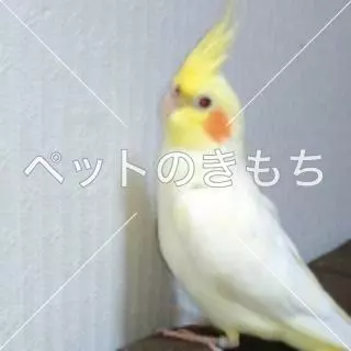 迷子鳥の画像