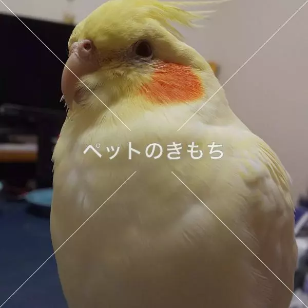 迷子鳥の画像