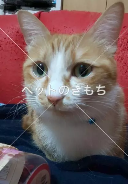 迷子猫の画像