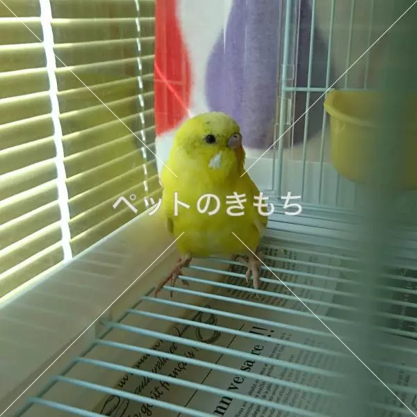 保護鳥の画像