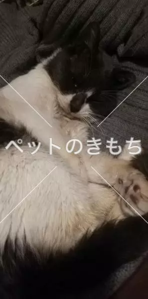保護猫の画像