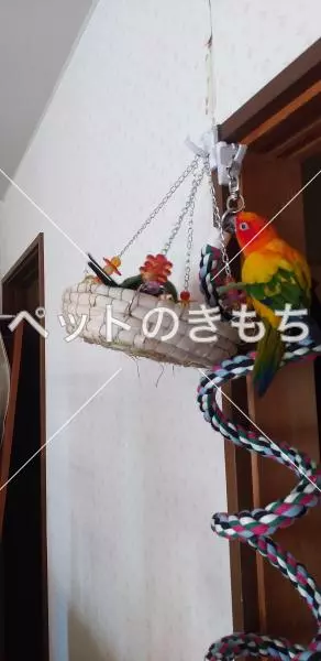 迷子鳥の画像