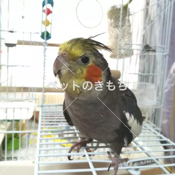 迷子鳥の画像