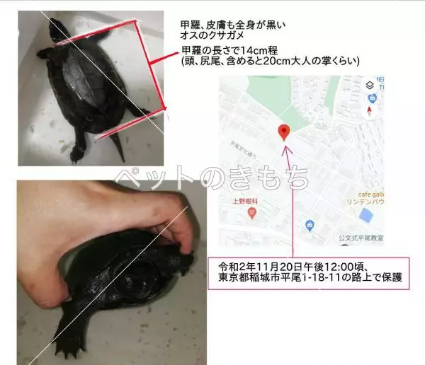 保護ペットの画像