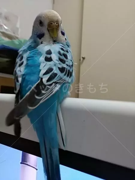 迷子鳥の画像