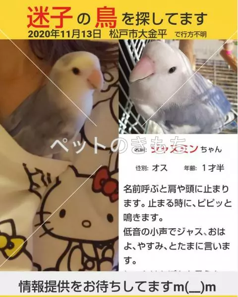 迷子鳥の画像