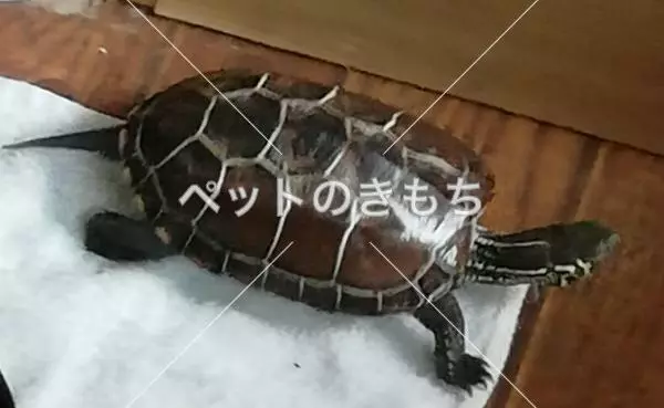 迷子ペットの画像