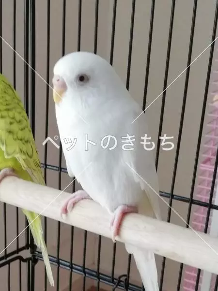 迷子鳥の画像