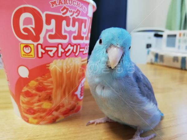 迷子鳥の画像