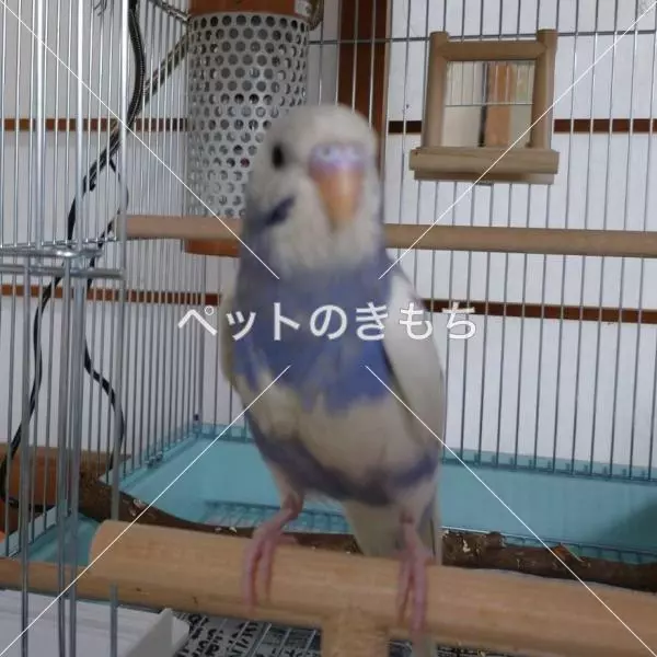 迷子鳥の画像