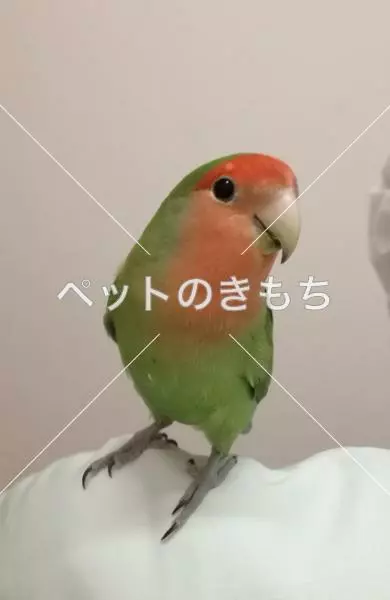 保護鳥の画像