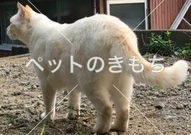 迷子猫の画像