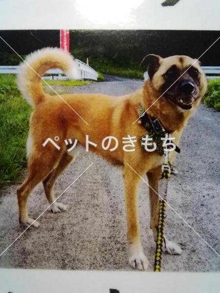 迷子犬の画像