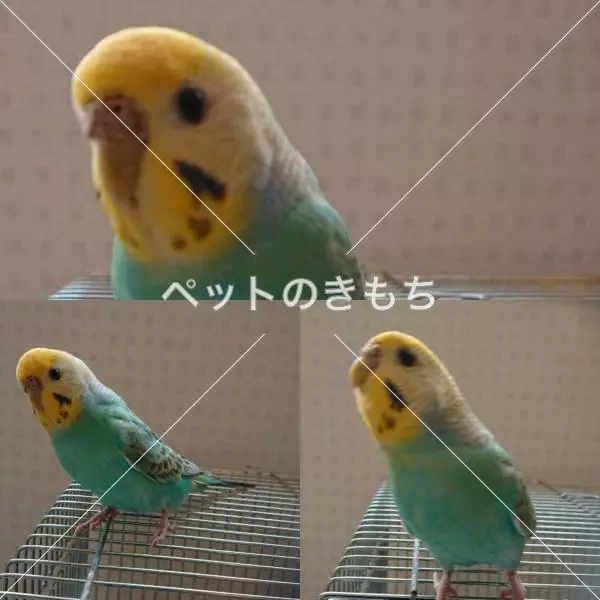 迷子鳥の画像