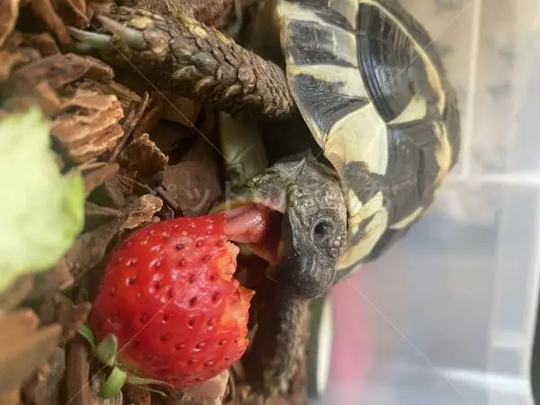 迷子ペットの画像