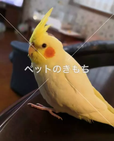 迷子鳥の画像