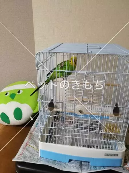 保護鳥の画像