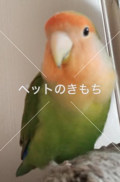 迷子鳥の画像