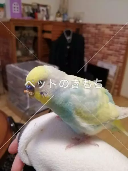迷子鳥の画像