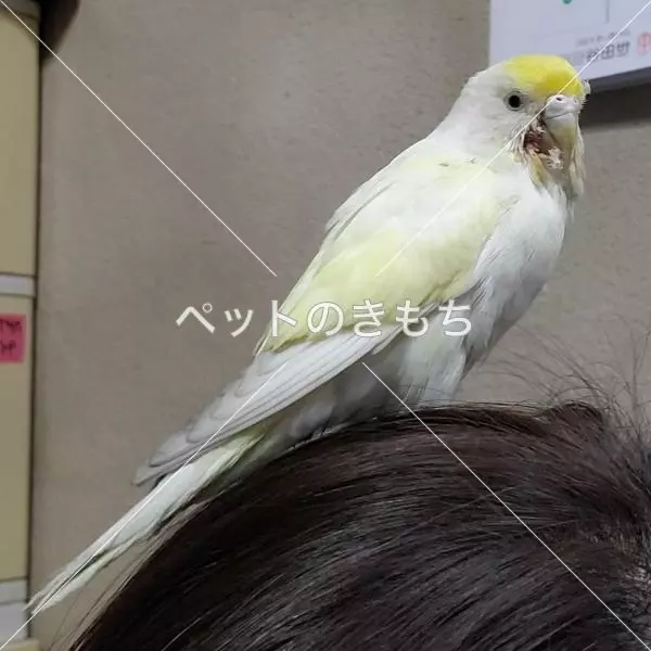 保護鳥の画像