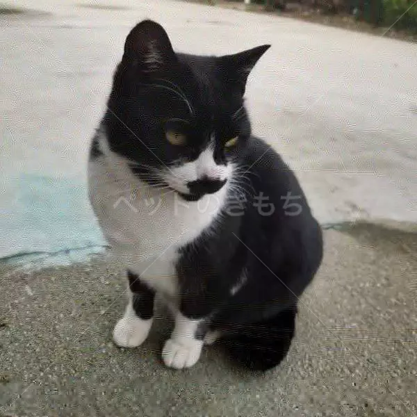 迷子猫の画像