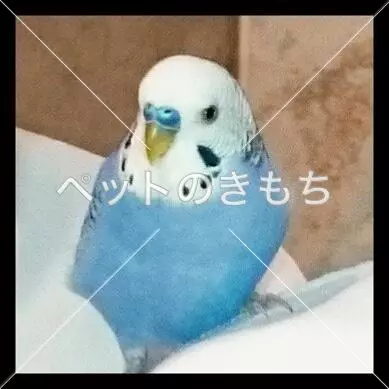 迷子鳥の画像