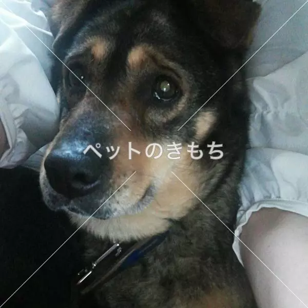 保護犬の画像