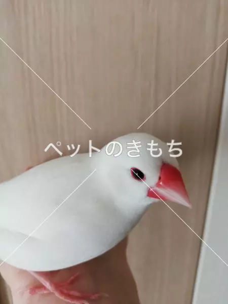 迷子鳥の画像