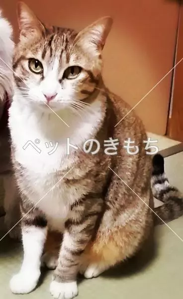 迷子猫の画像