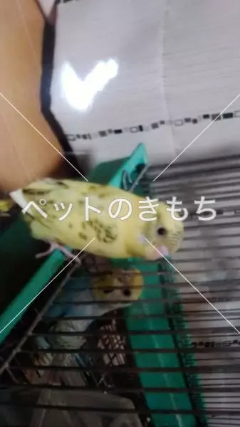 迷子鳥の画像