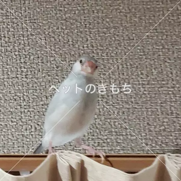 迷子鳥の画像