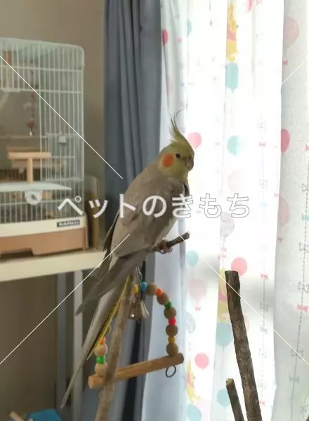 迷子鳥の画像
