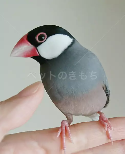 迷子鳥の画像