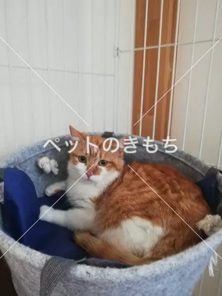 迷子猫の画像