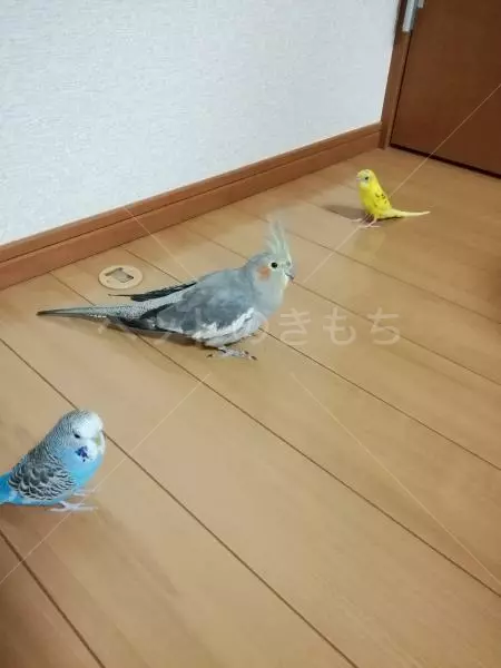迷子鳥の画像